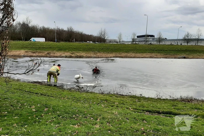 Brandweer en dierenambulance helpen zwaan uit ijs