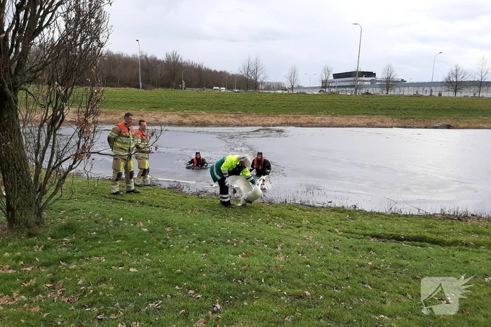 Brandweer en dierenambulance helpen zwaan uit ijs