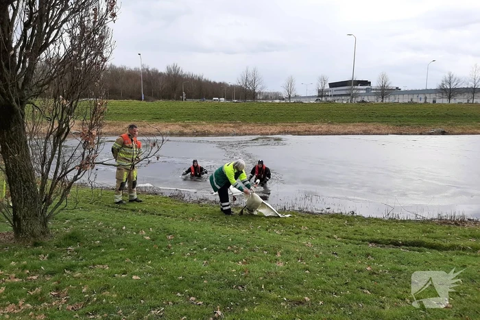 Brandweer en dierenambulance helpen zwaan uit ijs
