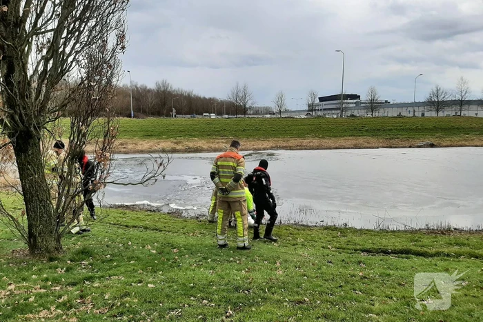 Brandweer en dierenambulance helpen zwaan uit ijs