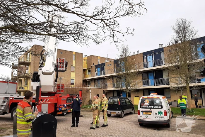 Brandweer haalt vastgelopen kat uit boom