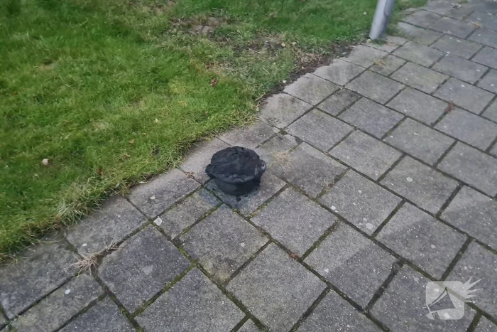 Brandweer blust brandende pan in woning