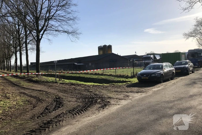 Gevaarlijke vogelgriep gevonden, 130 duizend kippen afgemaakt