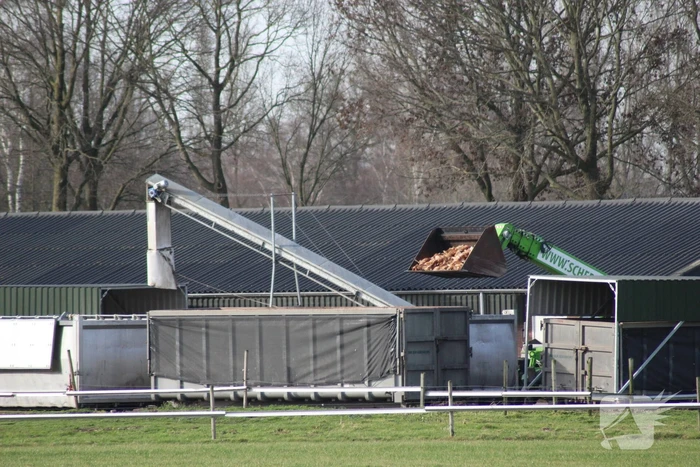 Gevaarlijke vogelgriep gevonden, 130 duizend kippen afgemaakt