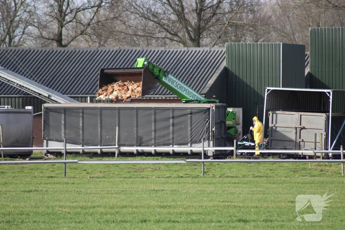 Gevaarlijke vogelgriep gevonden, 130 duizend kippen afgemaakt