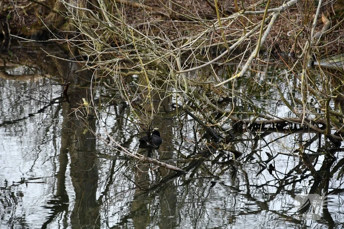 Meerkoet door brandweer gered
