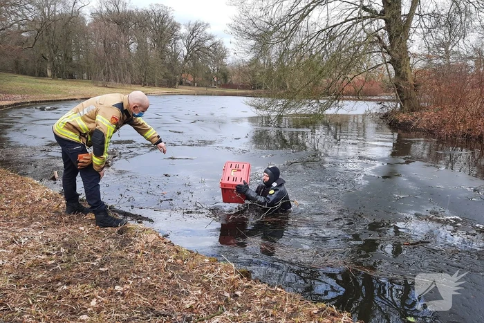 Kat van onbewoond eiland Spoolderbos gered
