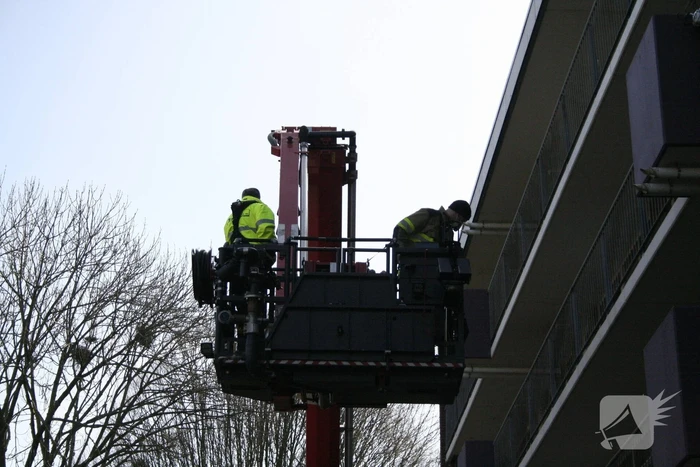 Meeuw vast in boom