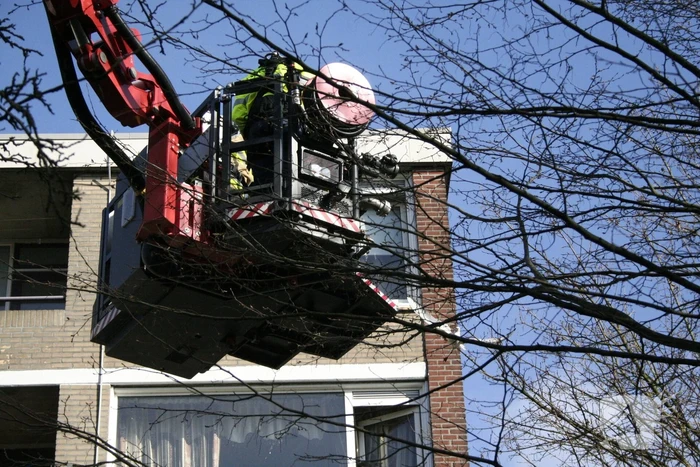Meeuw vast in boom