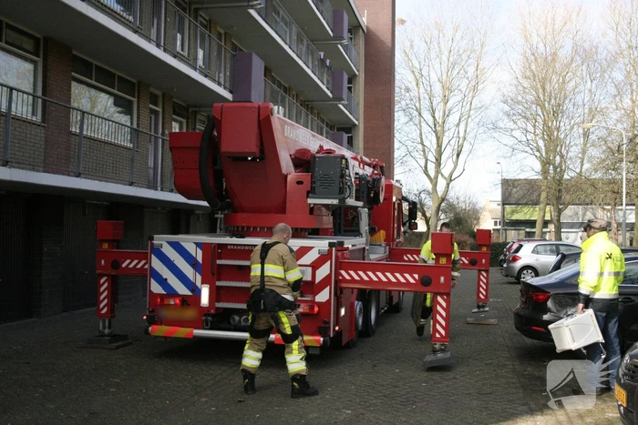Meeuw vast in boom