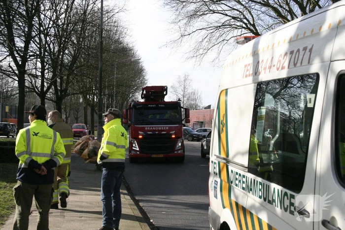 Meeuw vast in boom