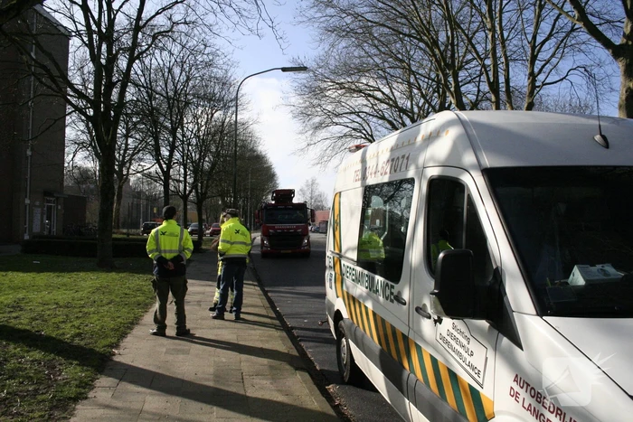 Meeuw vast in boom