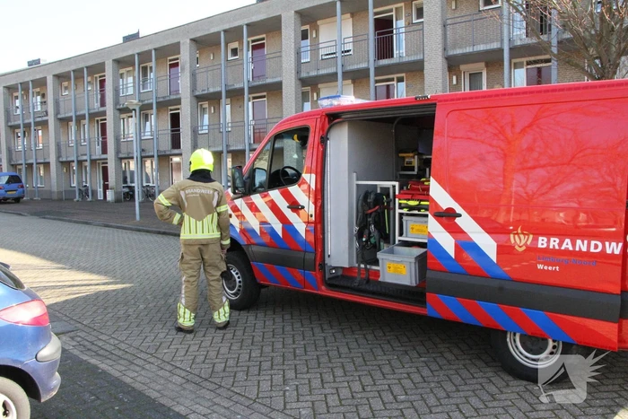 nieuws zilvermeeuw weert