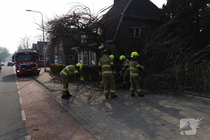Boom valt op auto