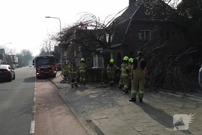 Boom valt op auto