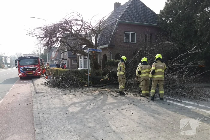 Boom valt op auto