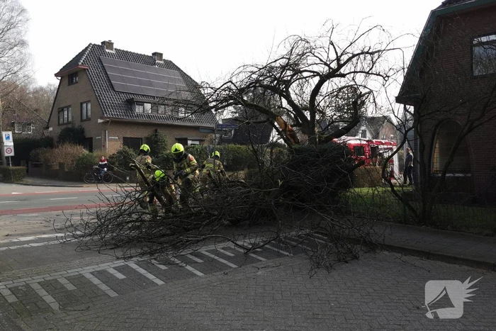 Boom valt op auto
