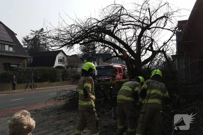Boom valt op auto