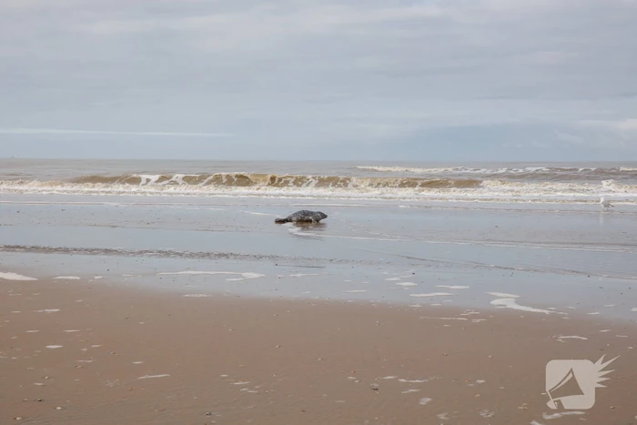Aangespoelde jonge zeehond trekt veel bekijks