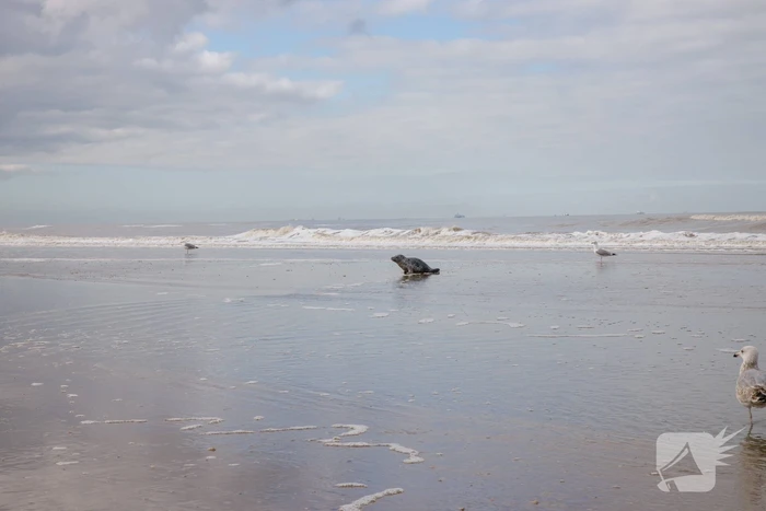Aangespoelde jonge zeehond trekt veel bekijks
