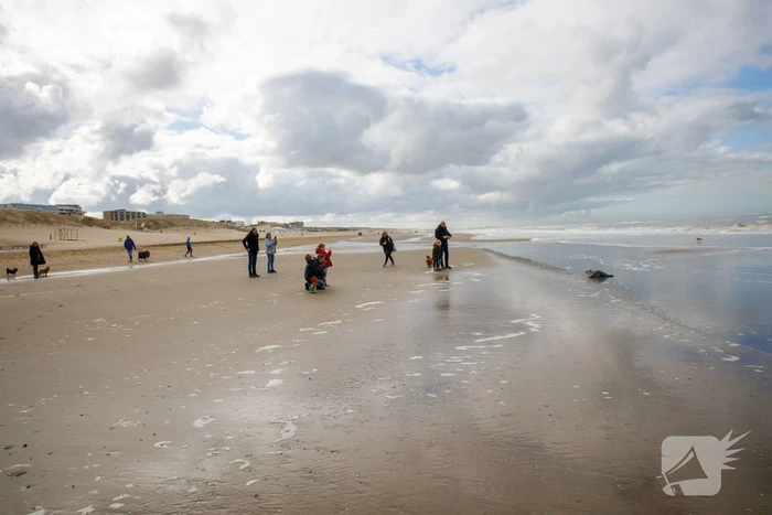 Aangespoelde jonge zeehond trekt veel bekijks