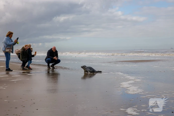 Aangespoelde jonge zeehond trekt veel bekijks