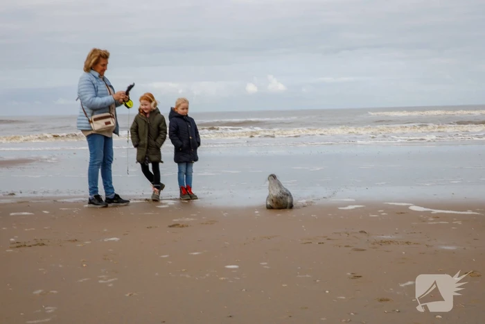 Aangespoelde jonge zeehond trekt veel bekijks
