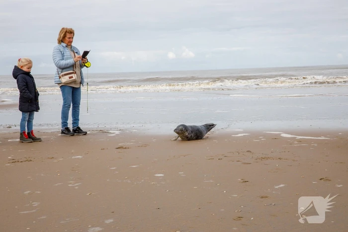 Aangespoelde jonge zeehond trekt veel bekijks