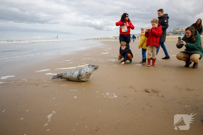Aangespoelde jonge zeehond trekt veel bekijks