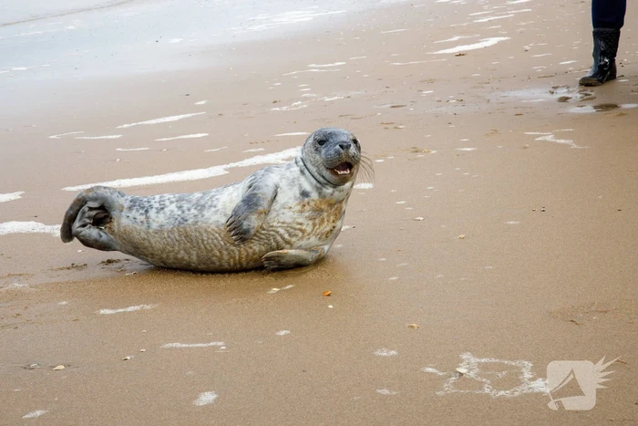 Aangespoelde jonge zeehond trekt veel bekijks