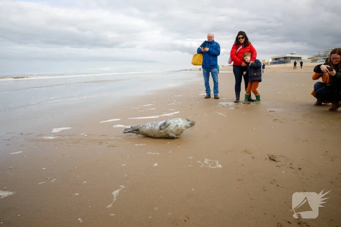 Aangespoelde jonge zeehond trekt veel bekijks