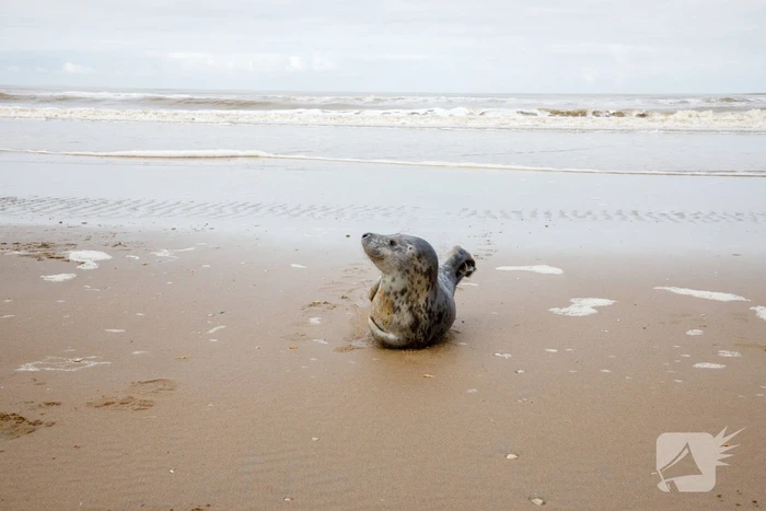 Aangespoelde jonge zeehond trekt veel bekijks