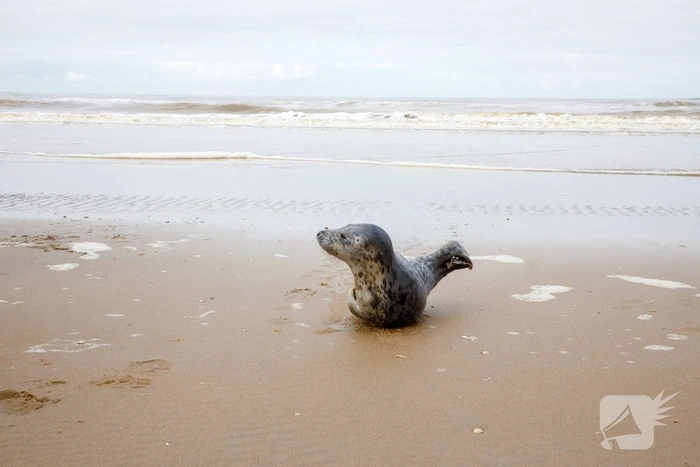 Aangespoelde jonge zeehond trekt veel bekijks