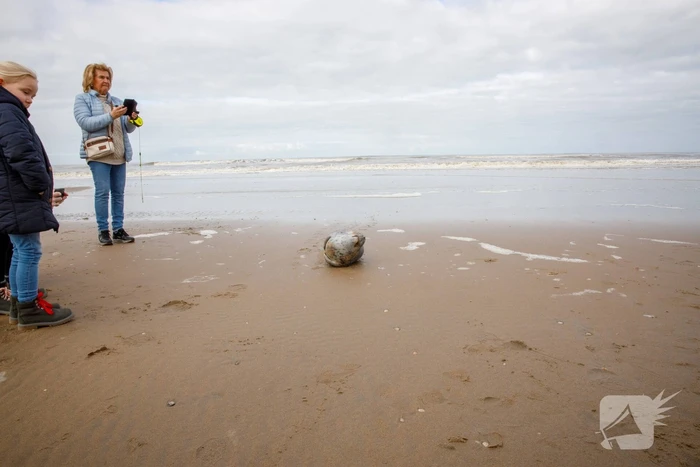 Aangespoelde jonge zeehond trekt veel bekijks
