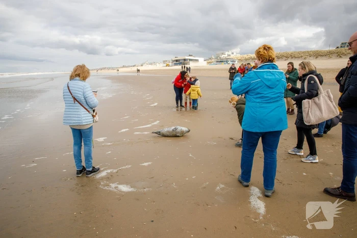 Aangespoelde jonge zeehond trekt veel bekijks