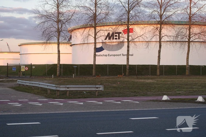 Drie herten aan de wandel in havengebied