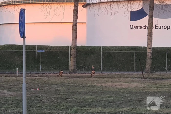 Drie herten aan de wandel in havengebied