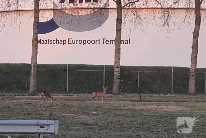 Drie herten aan de wandel in havengebied