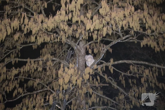 Brandweer redt kat uit boom