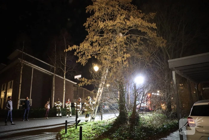 Brandweer redt kat uit boom