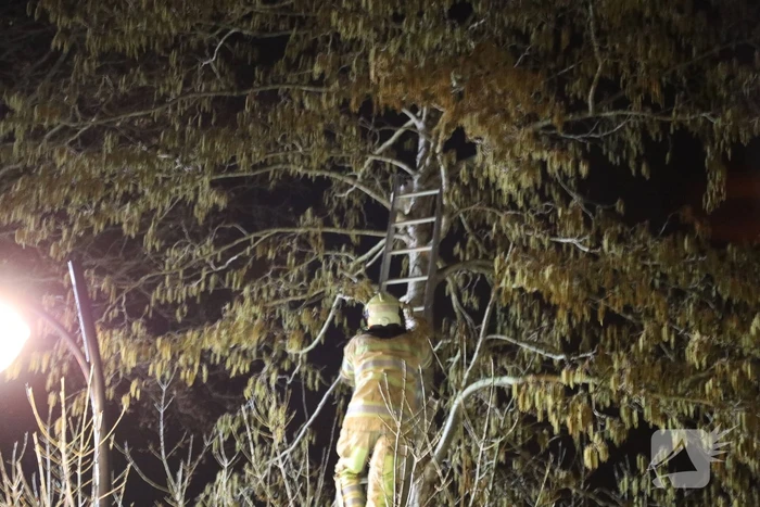 Brandweer redt kat uit boom