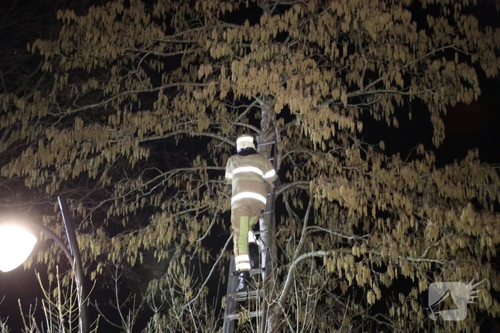 Brandweer redt kat uit boom