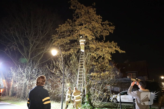 Brandweer redt kat uit boom