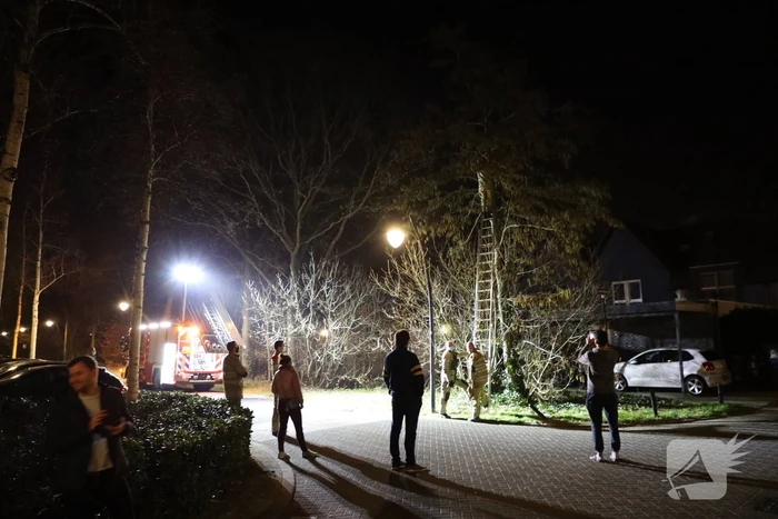 Brandweer redt kat uit boom