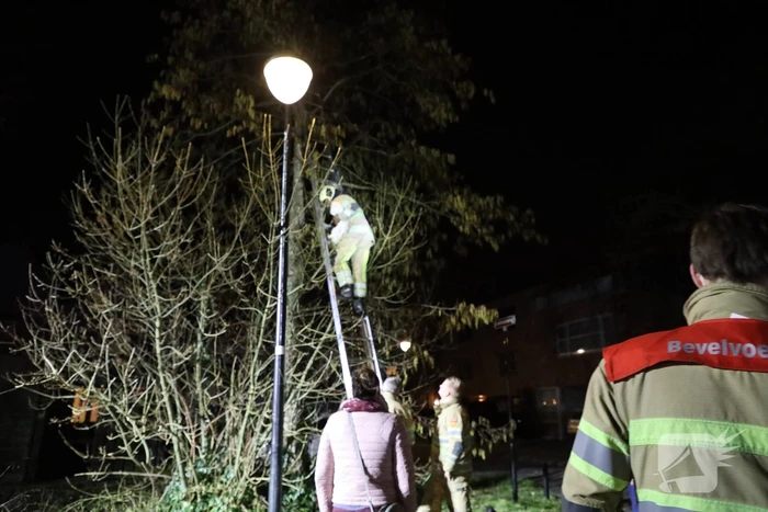Brandweer redt kat uit boom