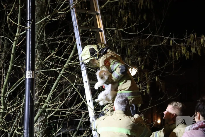 Brandweer redt kat uit boom