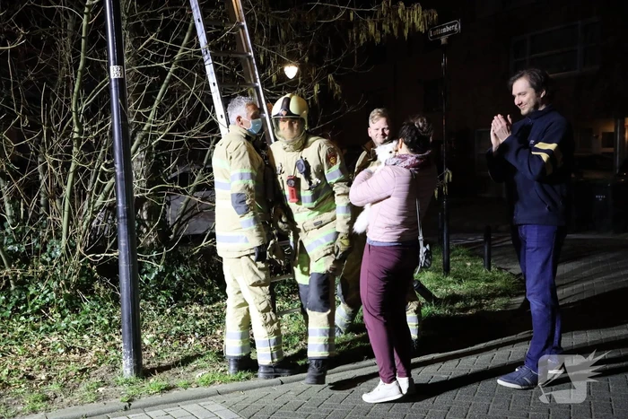Brandweer redt kat uit boom