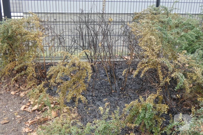 brand linie uden