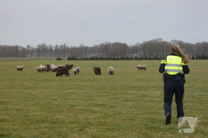 nieuws de lotten hijken