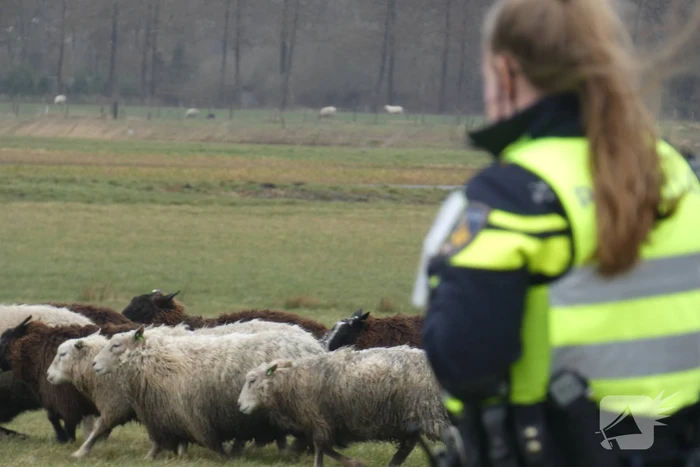 Kudde schapen breken los door omgewaaid hekwerk